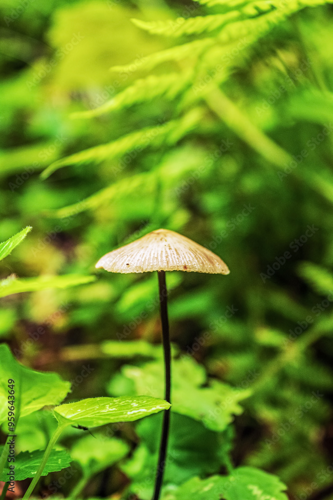 Macro - Forest - Europe, Romania, Suceava region Macro - Forest - Europe, Romania, Suceava region