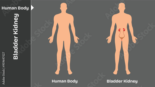 Kidney and Bladder, Human body internal organs circulatory nervous and skeletal systems anatomy and physiology flat educative vector illustration