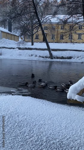 wild ducks swimming in the frozen river in winter photo