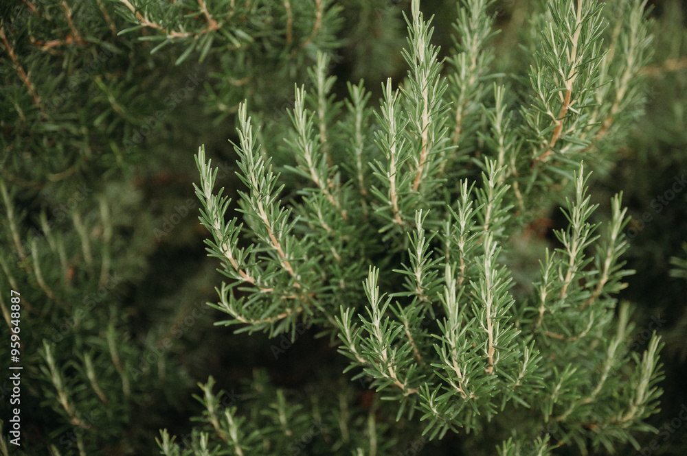 Close-up of rosemary branches in a garden, vibrant green and aromatic Close-up of rosemary branches in a garden, vibrant green and aromatic