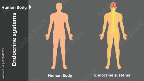 Endocrine System, Human body internal organs circulatory nervous and skeletal systems anatomy and physiology flat educative vector illustration