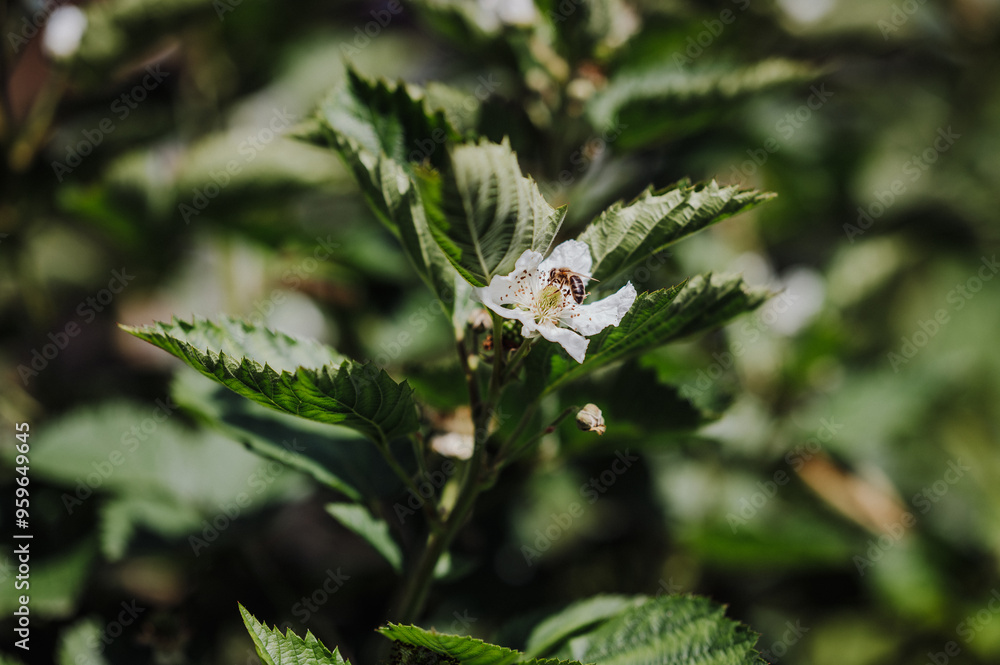Bee on a blooming blackberry flower in a sunlit garden Bee on a blooming blackberry flower in a sunlit garden