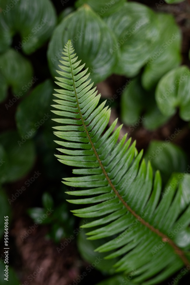 Green fern leaf close-up against blurred green foliage Green fern leaf close-up against blurred green foliage