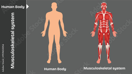 Musculoskeletal, Human body internal organs circulatory nervous and skeletal systems anatomy and physiology flat educative vector illustration
