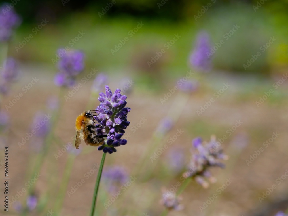 Fototapeta premium Wildbee pollinating a lavender flower