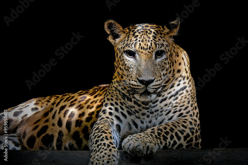 Canvas Print close-up photo of an African leopard