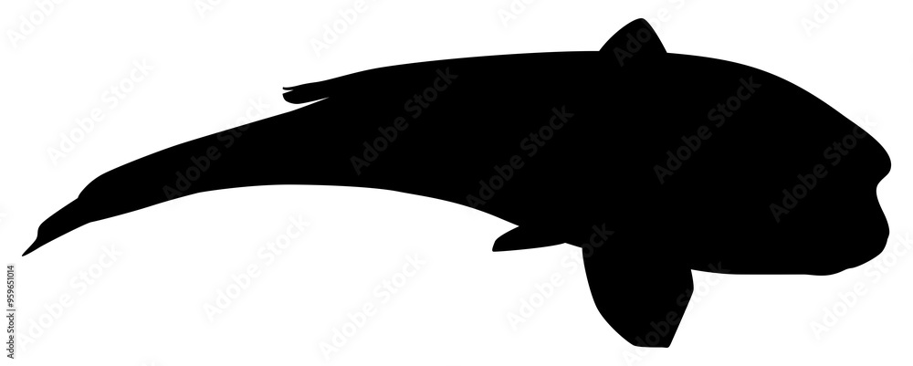 Silhouette of the Humphead wrasse (Cheilinus undulatus), also known as the Māori wrasse, Napoleon wrasse, Napoleon fish. Flat Style, can use for Logo Gram, Animal Illustration, Pictogram, ect Silhouette of the Humphead wrasse (Cheilinus undulatus), also known as the Māori wrasse, Napoleon wrasse, Napoleon fish. Flat Style, can use for Logo Gram, Animal Illustration, Pictogram, ect