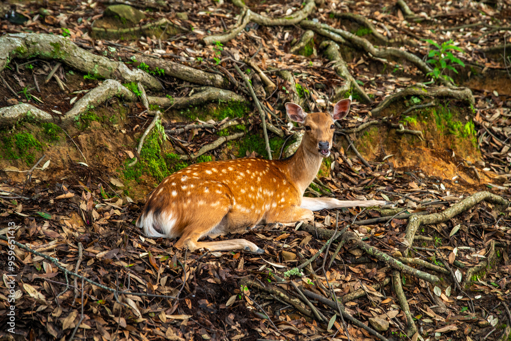 Obraz premium Nara Park with pond and deers, in Nara, Japan