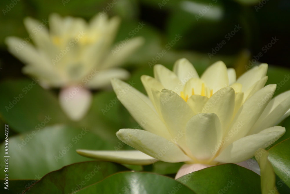 Fototapeta premium Beautiful white lotus flowers bloomed in the sun in a pond
