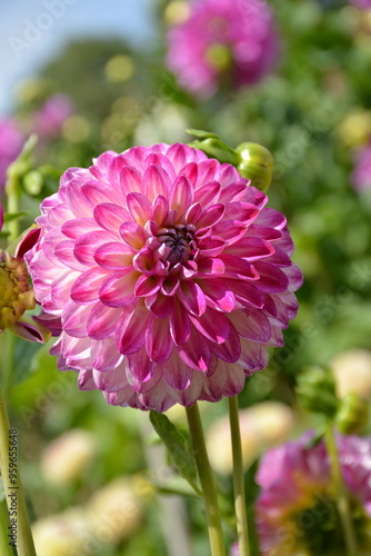 Tubular pink dahlia cultivar in the garden against blue sky