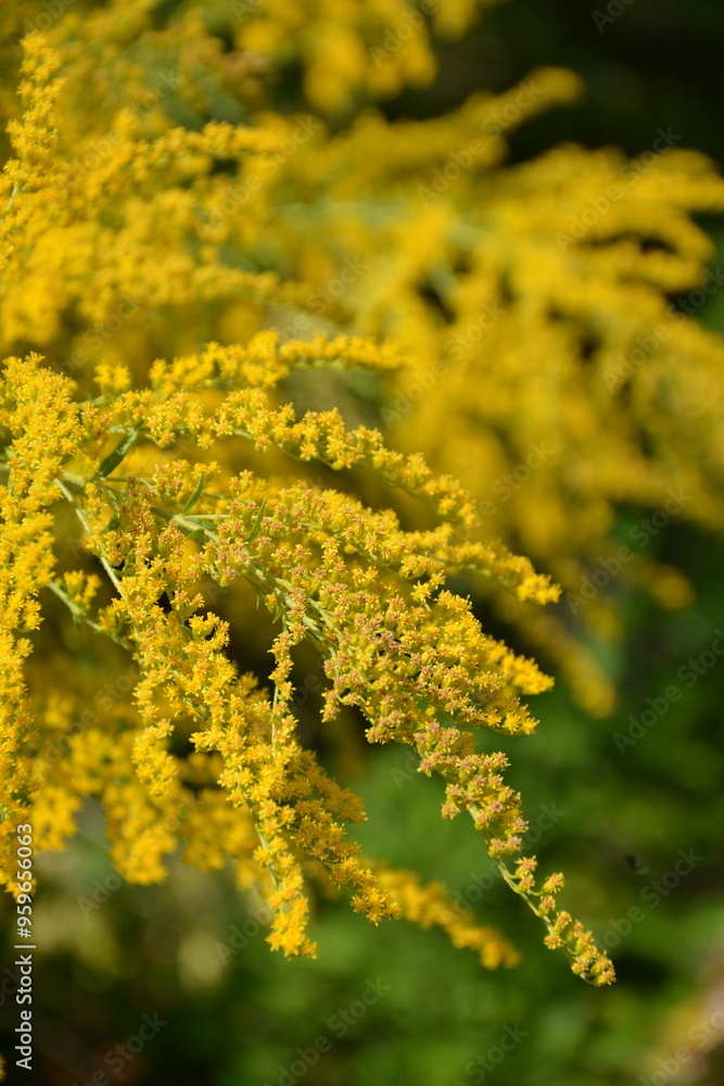 Branch of yellow flowers solidago canadensis close up Branch of yellow flowers solidago canadensis close up