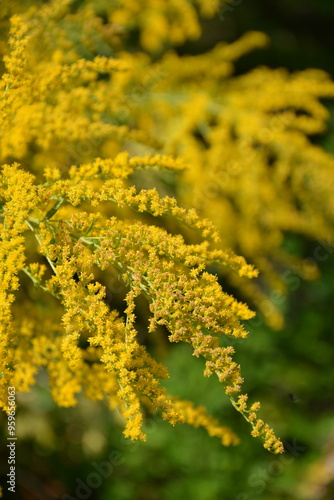 Branch of yellow flowers solidago canadensis close up