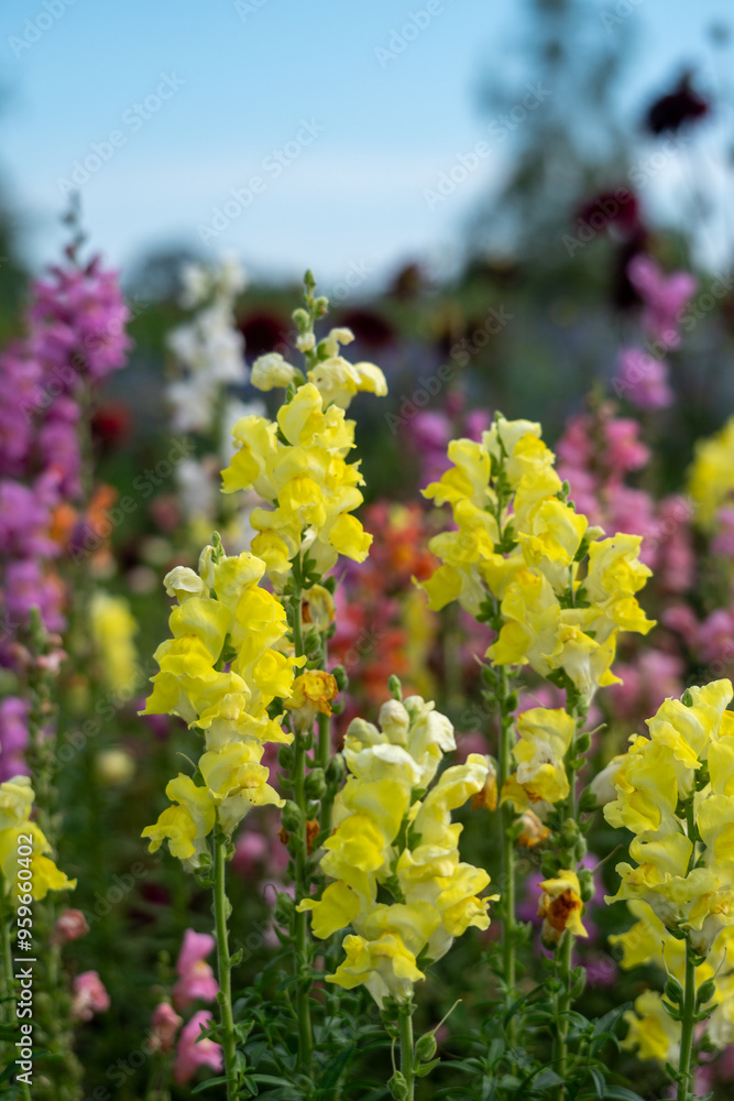 A field of flowers with yellow flowers in the foreground
