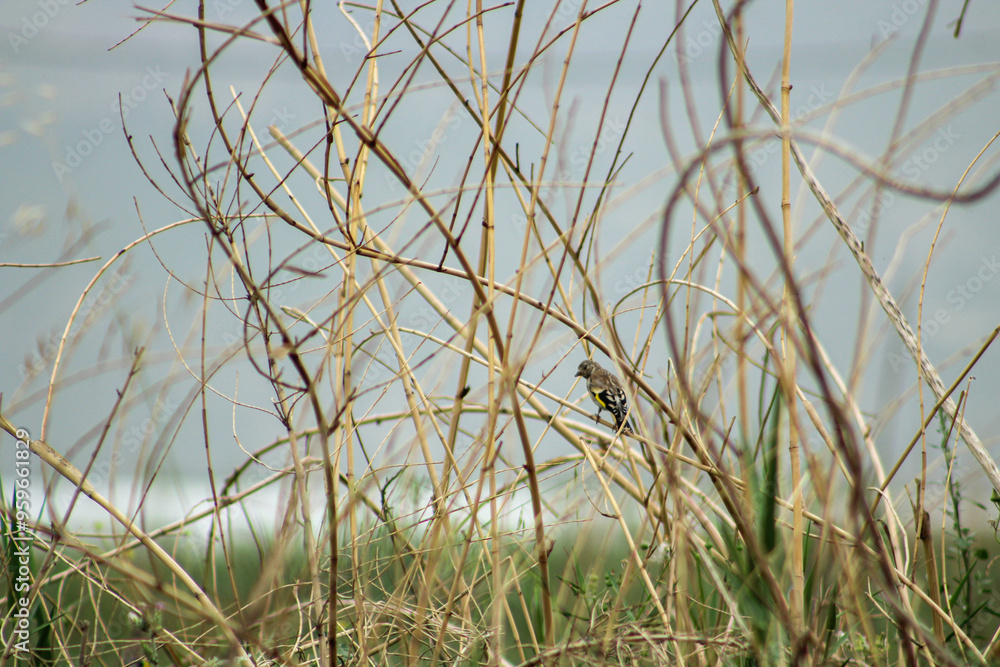European goldfinch (Carduelis carduelis). Young bird in the nature perched on twig. European goldfinch (Carduelis carduelis). Young bird in the nature perched on twig.