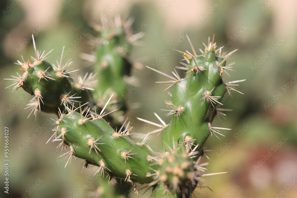 Cylindropuntia imbricata Krätschmer kaktus Cylindropuntia imbricata Krätschmer kaktus