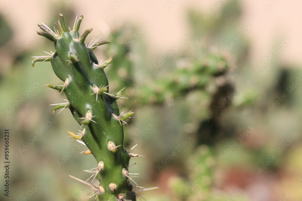 Cylindropuntia imbricata Krätschmer kaktus Cylindropuntia imbricata Krätschmer kaktus