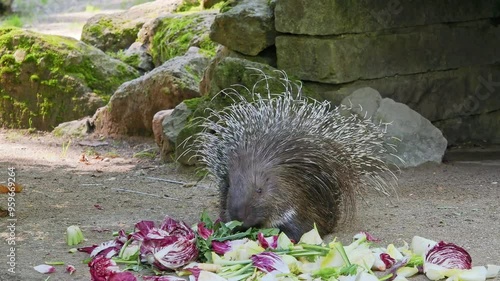 The Indian crested Porcupine, Hystrix indica or Indian porcupine is a large species of hystricomorph rodent belonging to the Old World porcupine family, Hystricidae photo