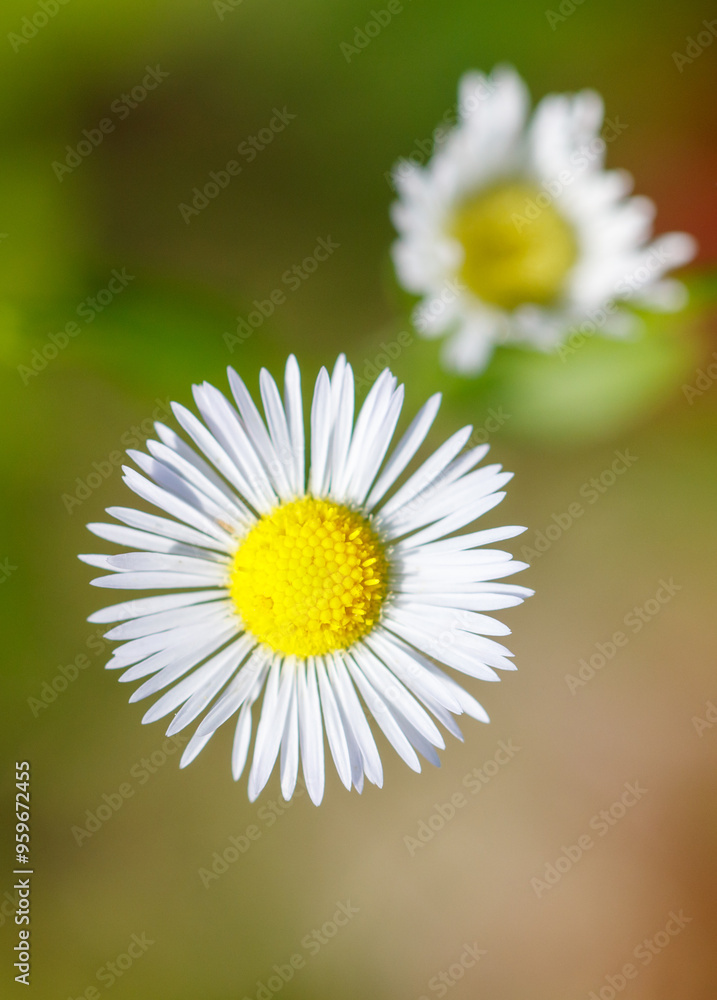 White chamomile flower in nature. Close-up White chamomile flower in nature. Close-up