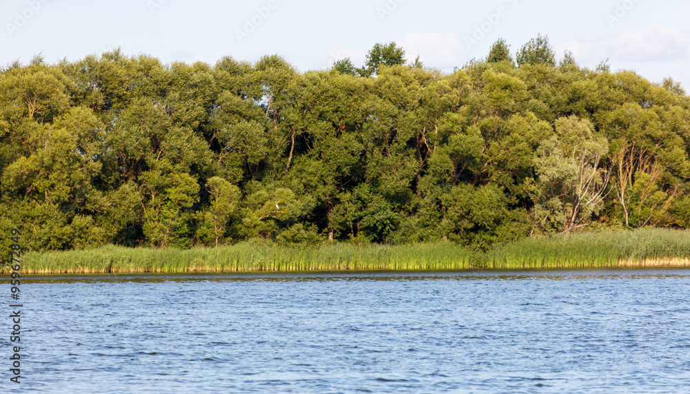 Green trees on the horizon on the lake shore Green trees on the horizon on the lake shore