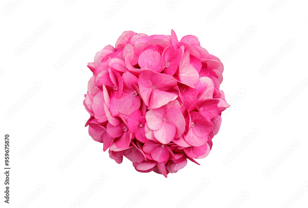 pink hydrangea pink hydrangea