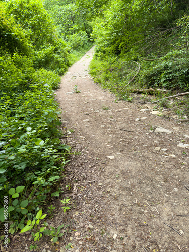 Rocky path in the forest in summer