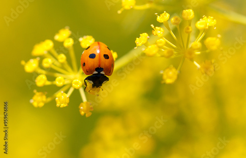 Ladybug on yellow dill flowers. Macro