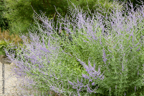 Salvia yangii, Perovskia atriplicifolia - commonly called Russian sage. Flowering, herbaceous, perennial plant.