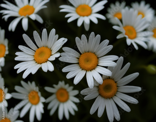 Close-up of Daisy Flower Macro Photography in Natural Lighting