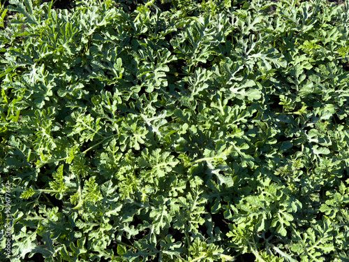 Green leaves of watermelon plant in nature. Background