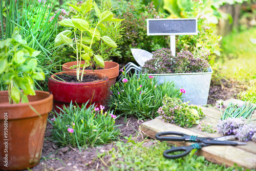 basil in flowerpot and other herbal plant growing in a garden among flowers a...