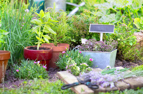 basil in flowerpot and other herbal plant growing in a garden among flowers a...