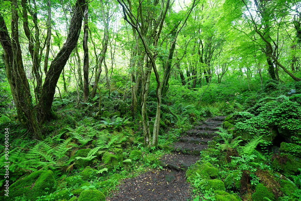 fine path through spring forest