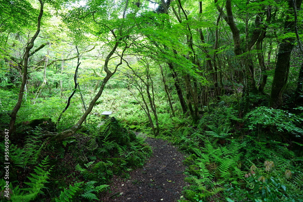 mossy rocks and old trees in spring forest
