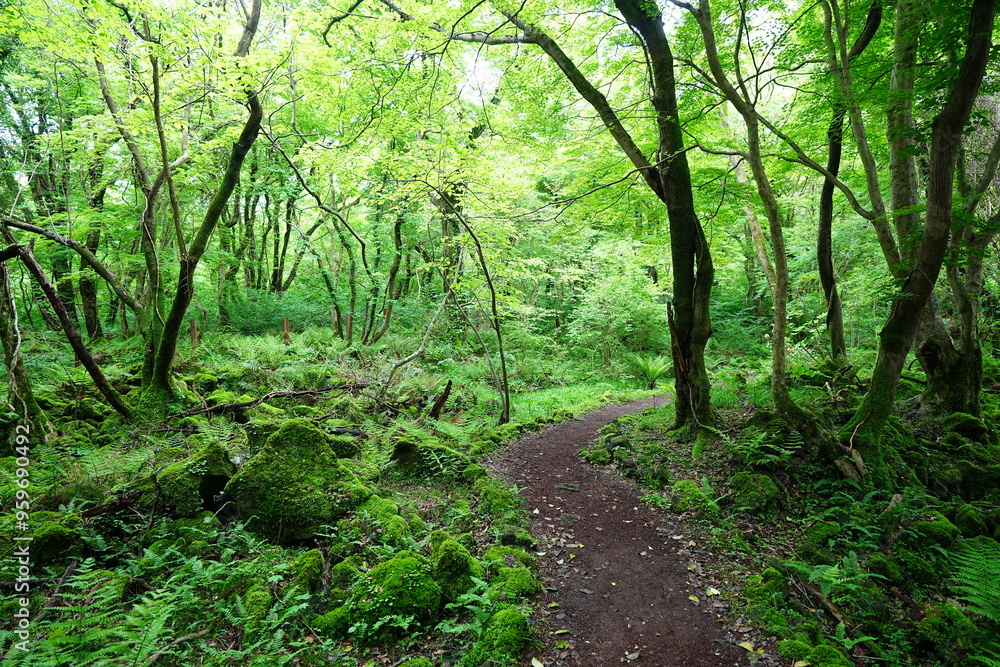 fine path through spring forest fine path through spring forest
