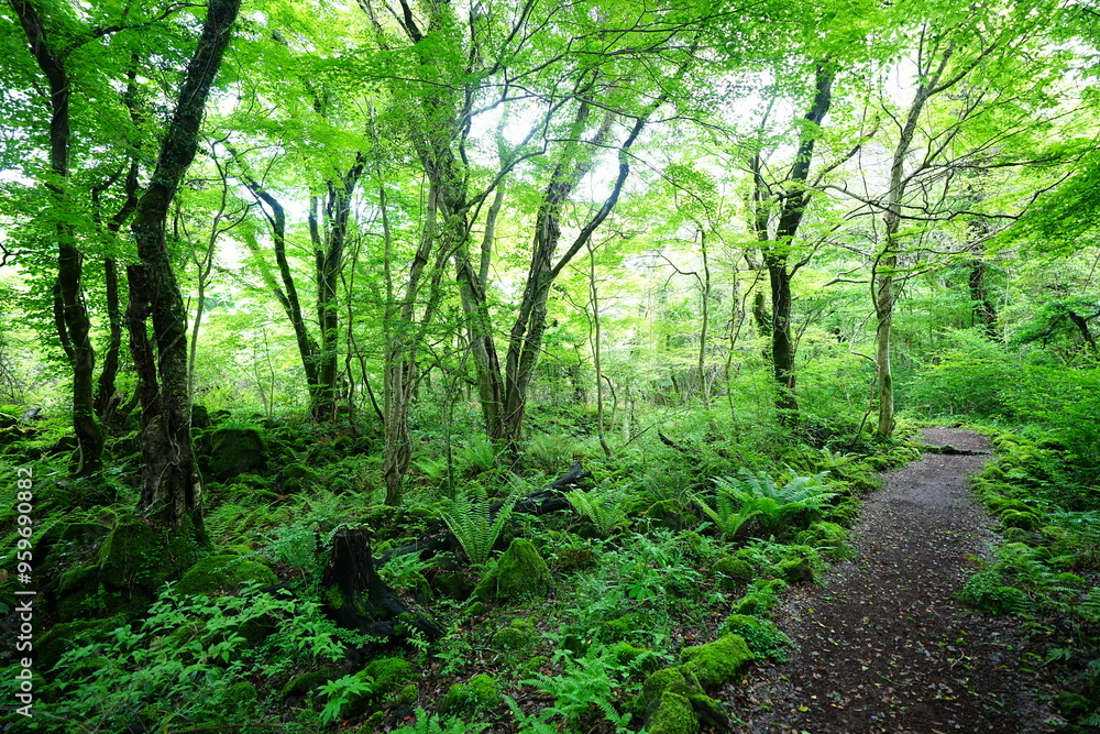 spring path through fresh ferns spring path through fresh ferns