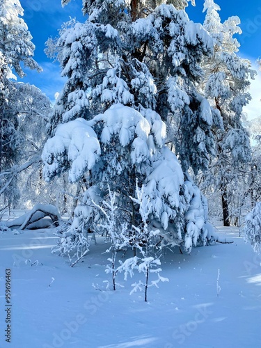 snow covered trees