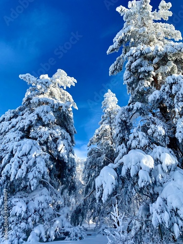 Snow covered pines in winter forest 