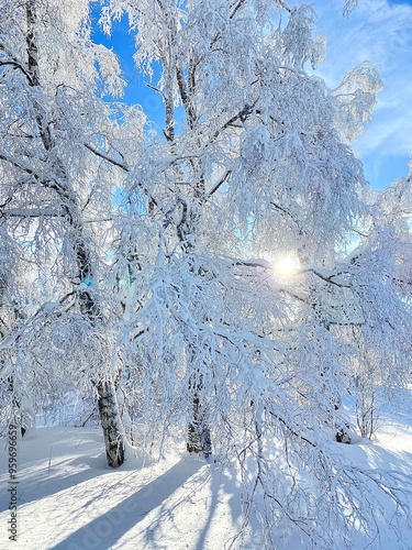 snow covered trees