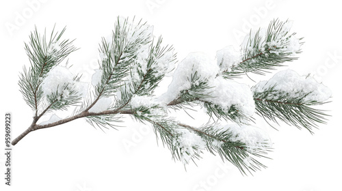 Snow covered pine branch isolated transparent background