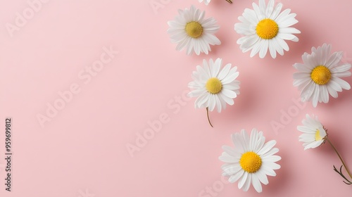 Daisies on a soft pink background, perfect for floral-themed designs and projects. 