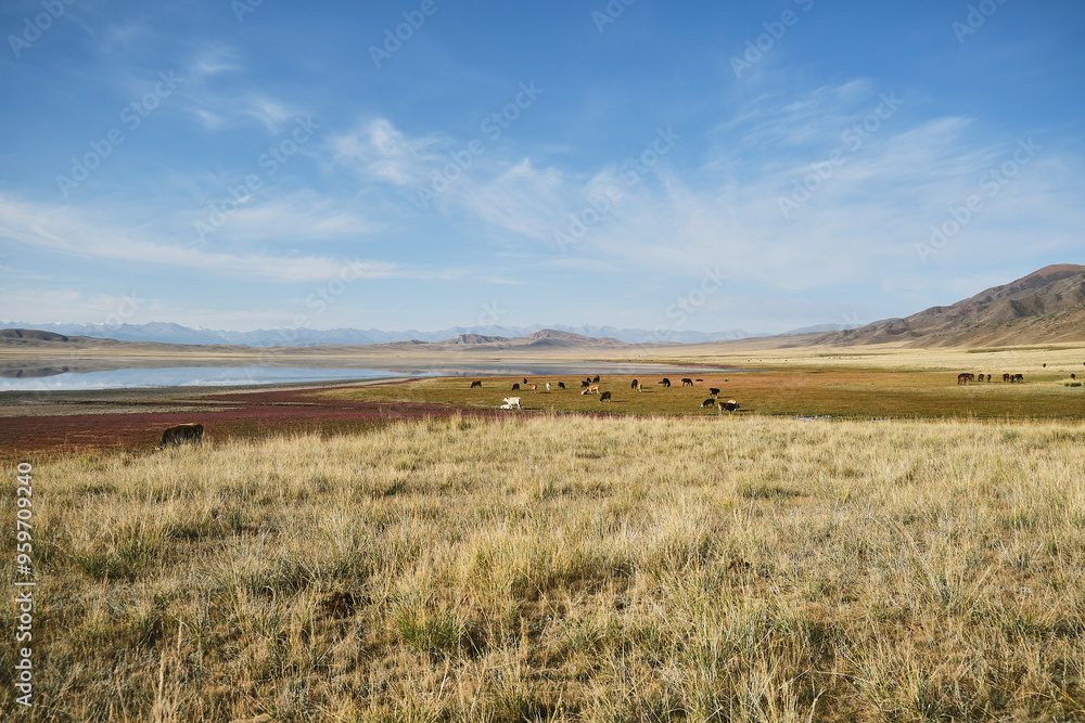 Pasture with grazing cattle by a lake. Pasture with grazing cattle by a lake.