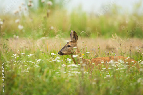 Close-up of a roe deer standing in tall grass in a meadow photo