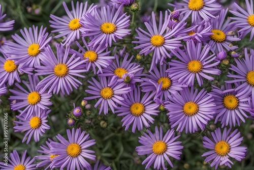 Purple aster blooms with daisy like petals and yellow centers, AI Generated