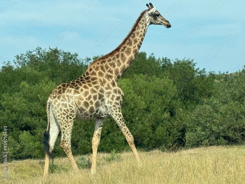 Obraz premium giraffe in the savannah