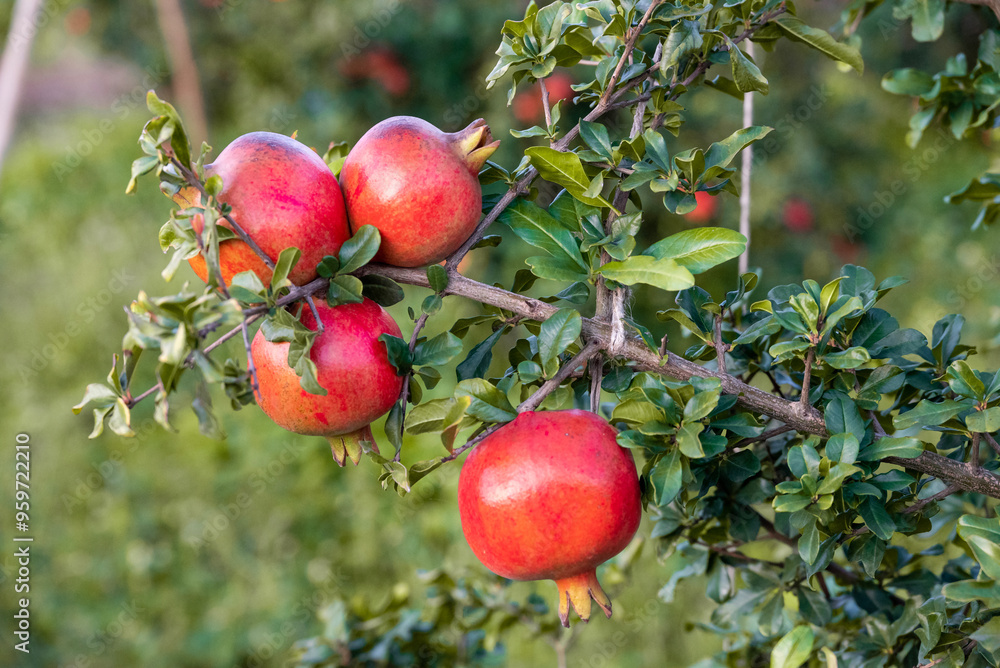 Ripe pomegranates fruit hanging on a tree branch in the garden Ripe pomegranates fruit hanging on a tree branch in the garden