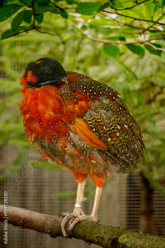 Satyr tragopan (Tragopan satyra), photo