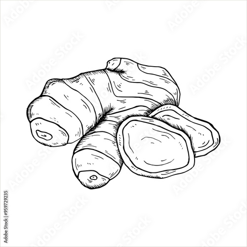 Graphics vector botanical illustrations with ginger. Black line sketch with herbs and spices. Two versions - with and without filling