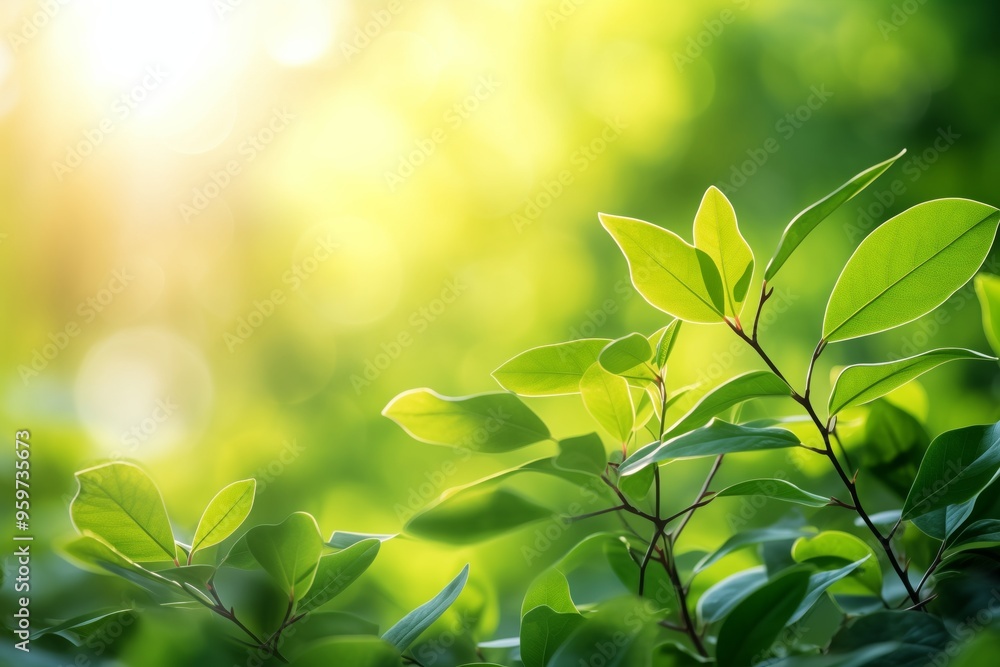 Sunny serenade. Lush green foliage under springtime sun glow. Nature canvas. Vibrant spring bathed in sunlight and bokeh. Bright leaves and fresh greenery Sunny serenade. Lush green foliage under springtime sun glow. Nature canvas. Vibrant spring bathed in sunlight and bokeh. Bright leaves and fresh greenery