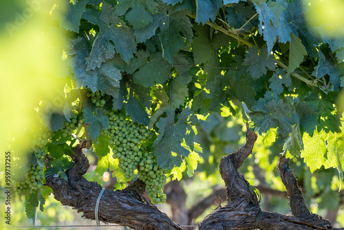 A vibrant grapevine supports clusters of green grapes, bathed in sunlight, amidst a rustic vineyard landscape, signaling a promising forthcoming harvest season in Penedes Spain