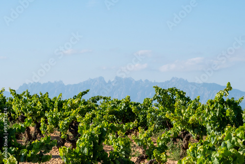 Impressive view of a vineyard with rows of grapevines stretching towards prominent mountains under a clear blue sky, symbolizing nature’s majesty and agriculture’s harmony in Penedes Spain photo